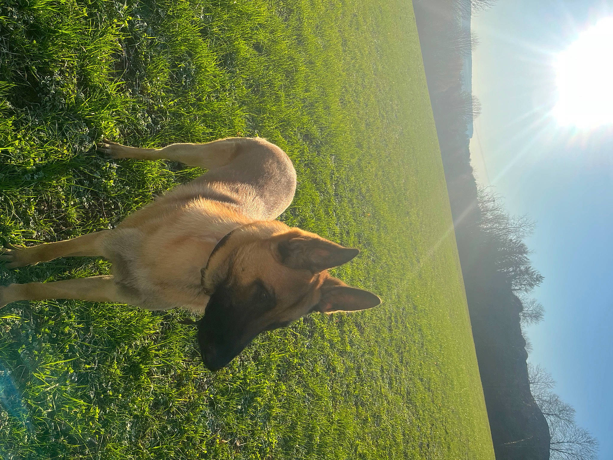 Thor participe au concours pour gagner de l'argent avec cette photo : _geese_and_swans, beak, ducks, fawn, grass, grassland, landscape, lens_flare, light, pasture, plant, seabird, sky, sunlight, tail, tree, water, water_bird, waterfowl, wing