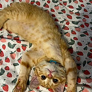 Hoshi is registered to the contest to win money with this photo: bed_sheet, bedding, big_eyes, cat, close_up, collar, cute, fur, indoor, kitten, lying_down, orange_tabby, pattern, paws, pet, playful, strawberry_sheet, stretching, upside_down, whiskers