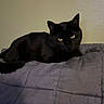 Ender joined the competition — help win amazing prizes! animal, black_cat, blanket, cat, companion, cozy, cute, domestic_cat, feline, fur, home, indoor, laying_down, pet, quiet, relaxed, resting, sleepy, wall, yellow_eyes