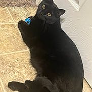 Ender joined the competition — help win amazing prizes! animal, black_cat, blue_toy, cat, curious, domestic_cat, feline, floor_tile, fur, indoor, looking_up, paw, pet, playful, resting, tail, toy, whiskers, white_door, yellow_eyes