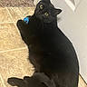 animal, black_cat, blue_toy, cat, curious, domestic_cat, feline, floor_tile, fur, indoor, looking_up, paw, pet, playful, resting, tail, toy, whiskers, white_door, yellow_eyes