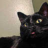 Ender is registered to the contest to win money with this photo: animal, black_cat, cat, close_up, curious, cute, domestic_animal, ears, eyes, face, feline, fur, indoor, mammal, nose, pet, portrait, tongue_out, whiskers, yellow_eyes