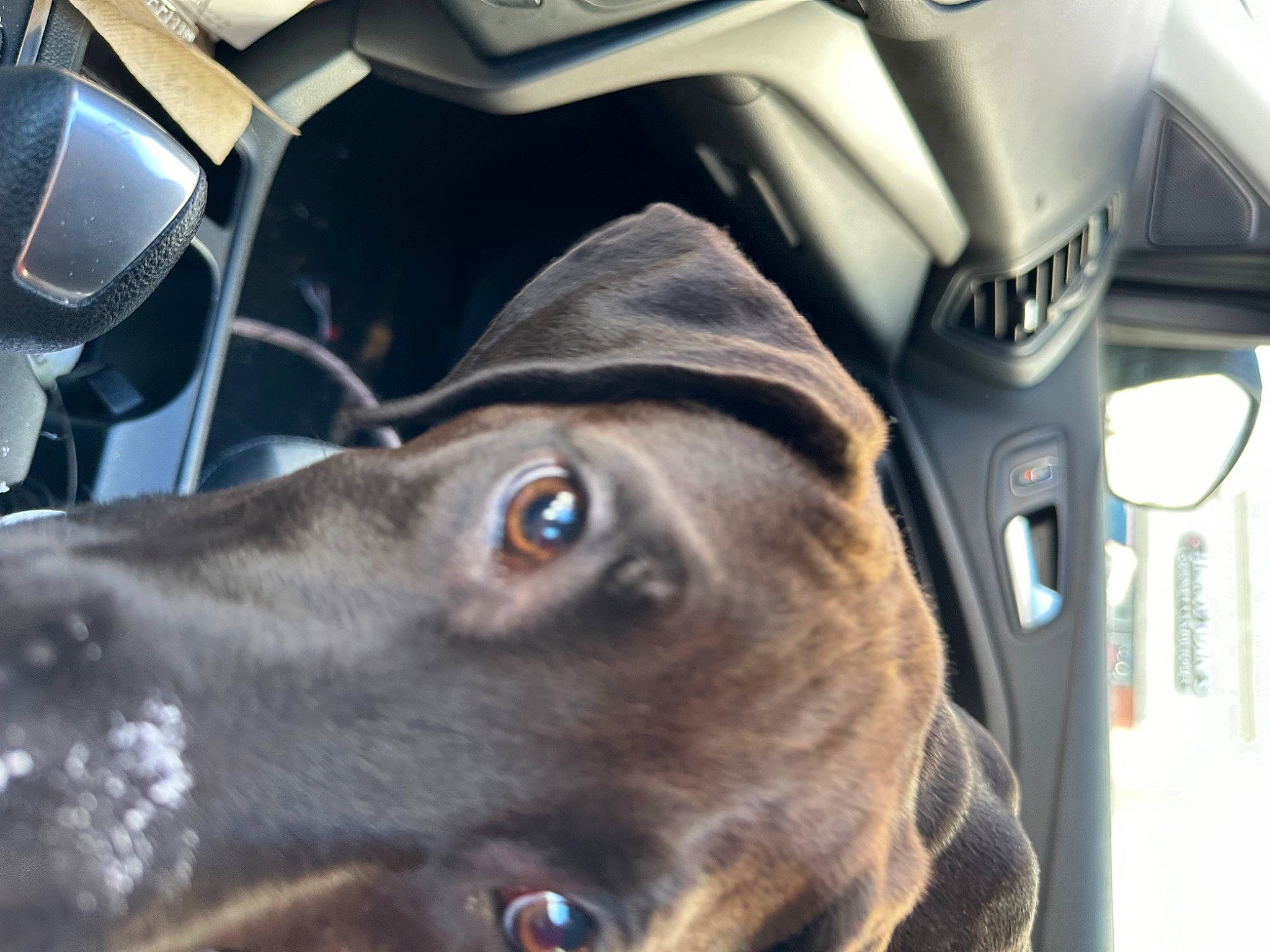 Barbie joined the competition — help win amazing prizes! auto_part, automotive_design, automotive_lighting, automotive_tire, carnivore, dog, dog_breed, electric_blue, fawn, liver, motor_vehicle, personal_luxury_car, personal_protective_equipment, pet_supply, snout, sporting_group, sports_gear, vehicle_door, whiskers, working_animal