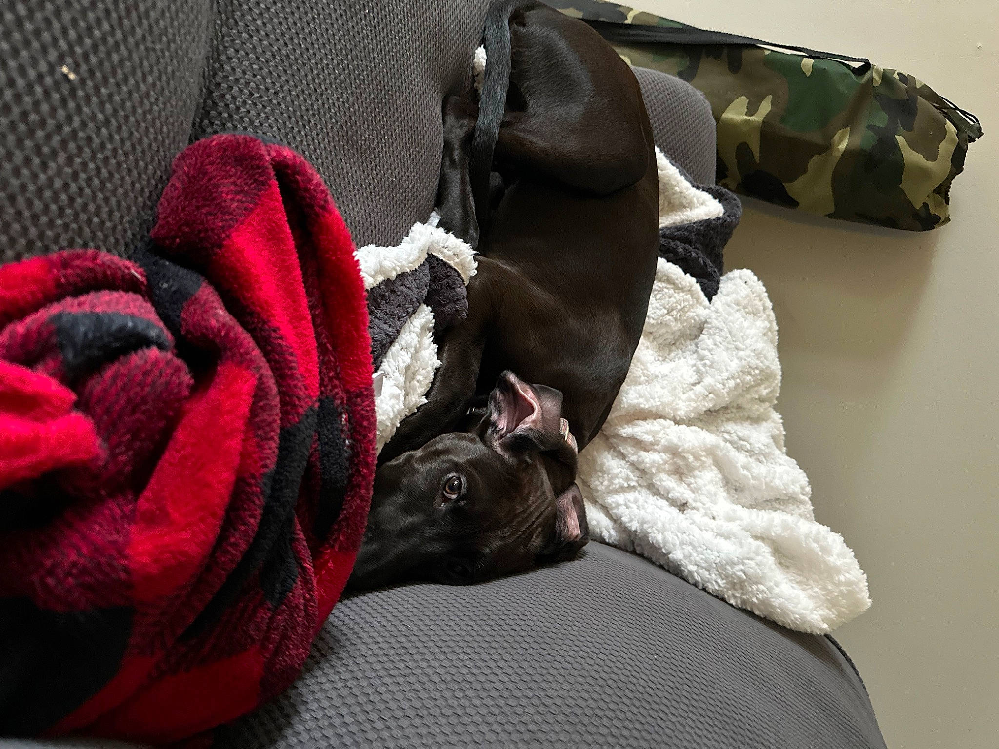 Barbie joined the competition — help win amazing prizes! bag, baggage, bedding, carmine, comfort, fashion_accessory, felidae, fur, grey, leather, linens, luggage_and_bags, magenta, outdoor_shoe, pattern, petal, rock, room, rose_family, textile