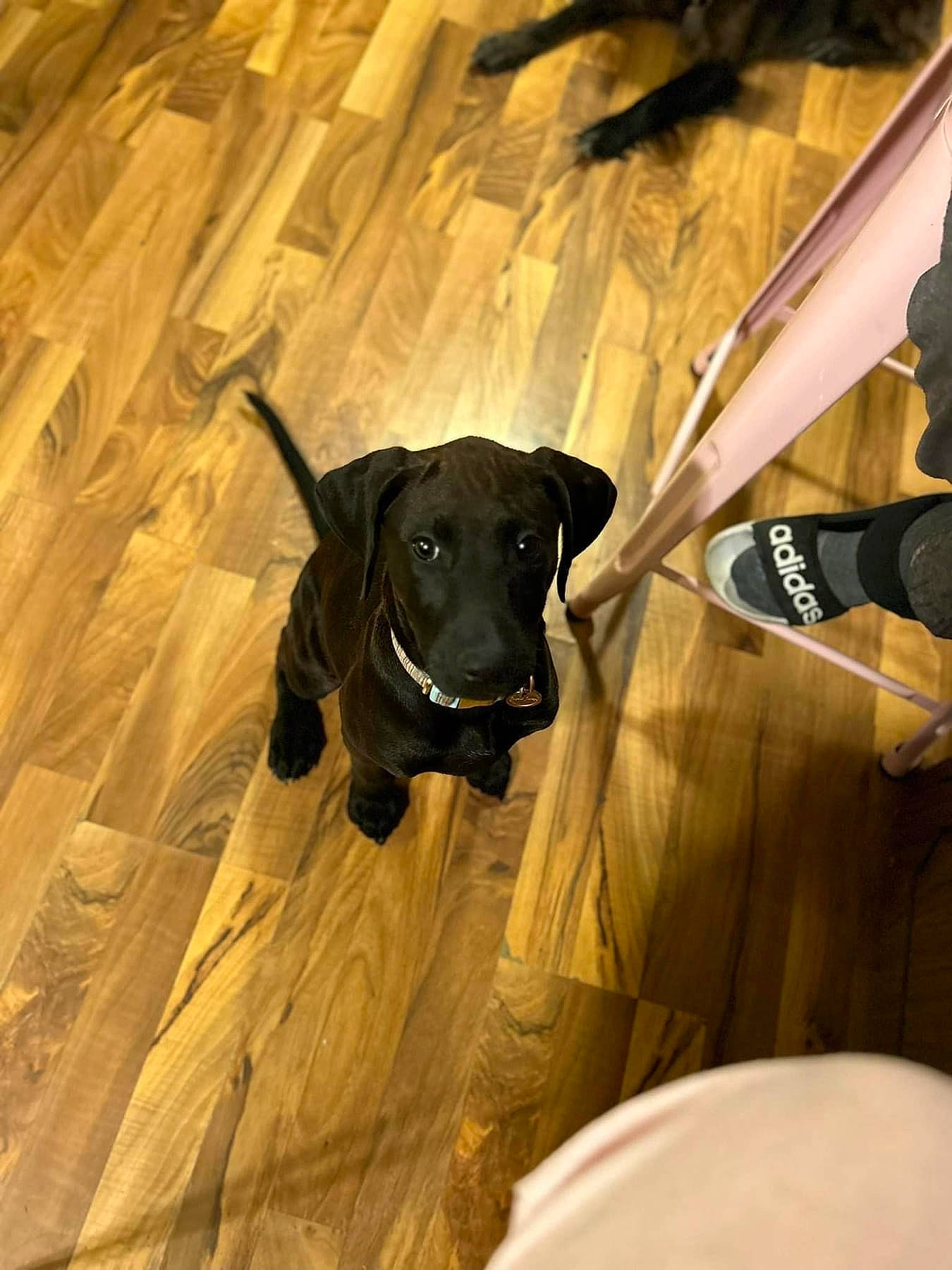 Barbie joined the competition — help win amazing prizes! borador, canidae, carnivore, comfort, companion_dog, dog, dog_breed, dog_collar, fawn, flooring, guard_dog, hardwood, non_sporting_group, pet_supply, shadow, sporting_group, tints_and_shades, wood, working_animal