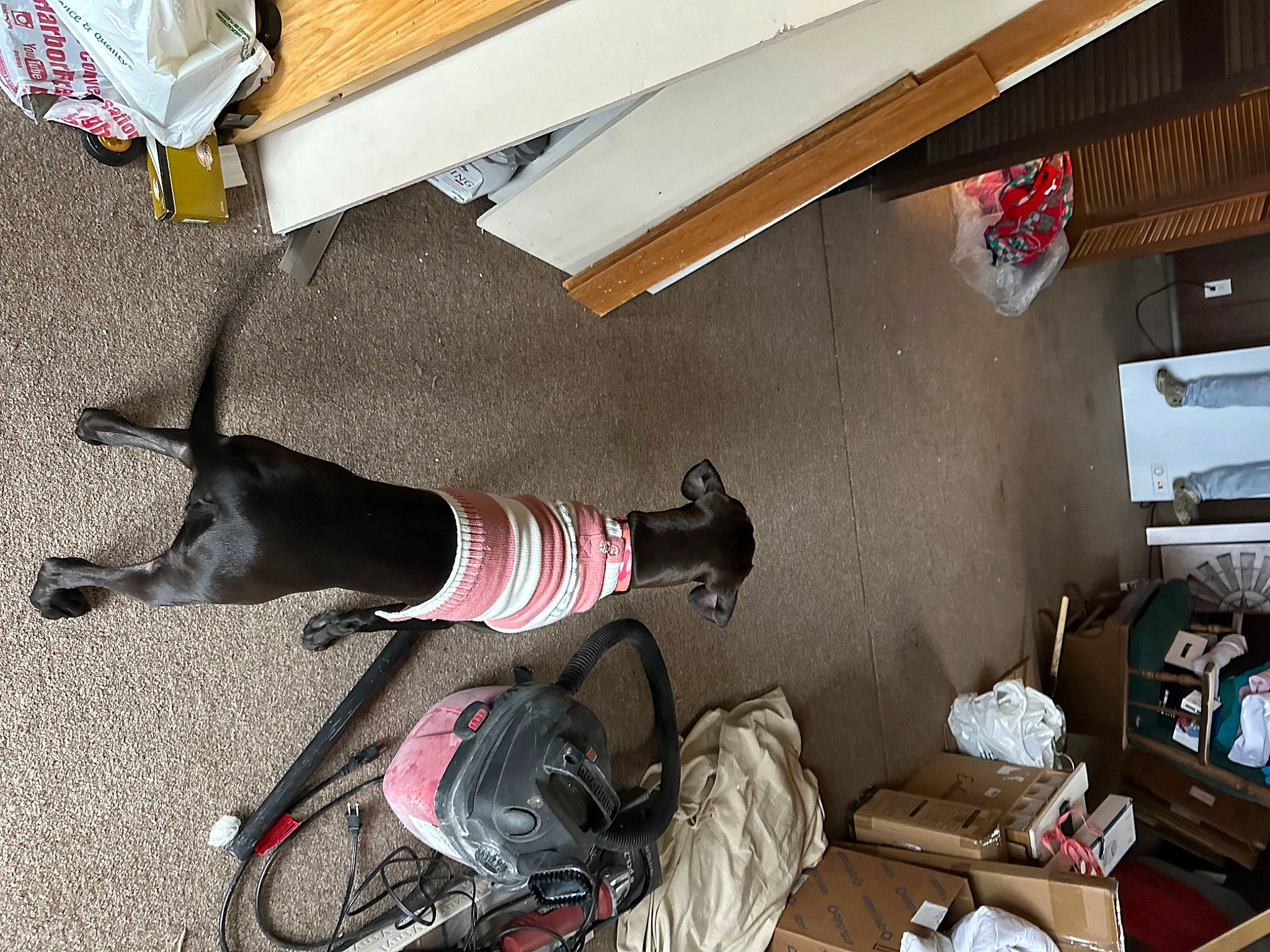 Barbie is registered to the contest to win money with this photo: bag, canidae, carmine, carnivore, collar, companion_dog, dog, dog_breed, dog_collar, dog_supply, fashion_accessory, flooring, guard_dog, leash, luggage_and_bags, outdoor_shoe, personal_protective_equipment, room, sporting_group, wood