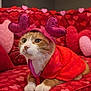 Bandit is registered to the contest to win money with this photo: animal, cat, close_up, costume, couch, cozy, cute, decor, feline, heart_headband, heart_pattern, indoor, orange_cat, pet, pink_hearts, red_clothing, relaxed, soft_fabric, valentines_day, whiskers