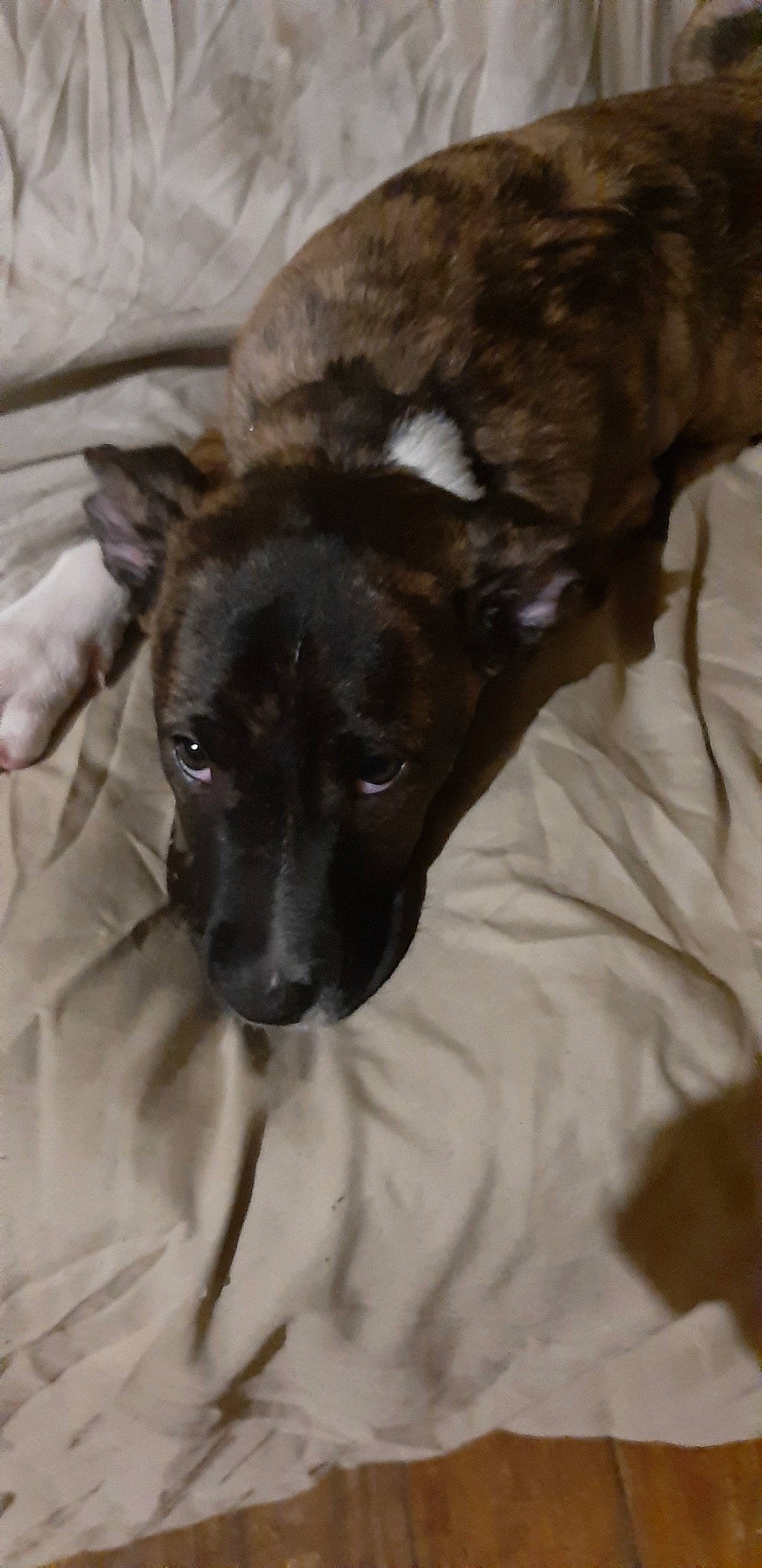 Nina participe au concours pour gagner de l'argent avec cette photo : canidae, carnivore, dog, dog_breed, fawn, snout, sporting_group, whiskers