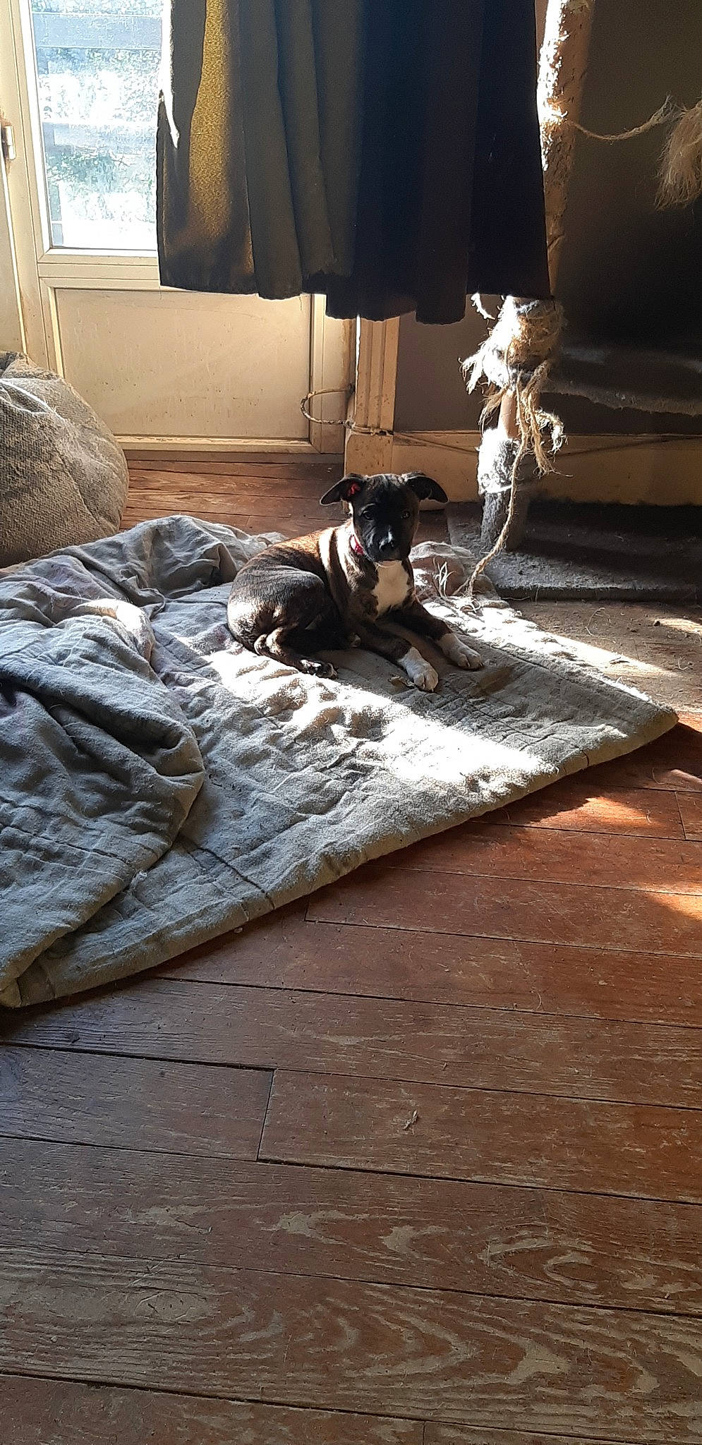 Nina participe au concours pour gagner de l'argent avec cette photo : canidae, carnivore, companion_dog, dog, dog_breed, floor, flooring, hardwood, laminate_flooring, mat, miniature_pinscher, room, table, toy_dog, wood, wood_flooring