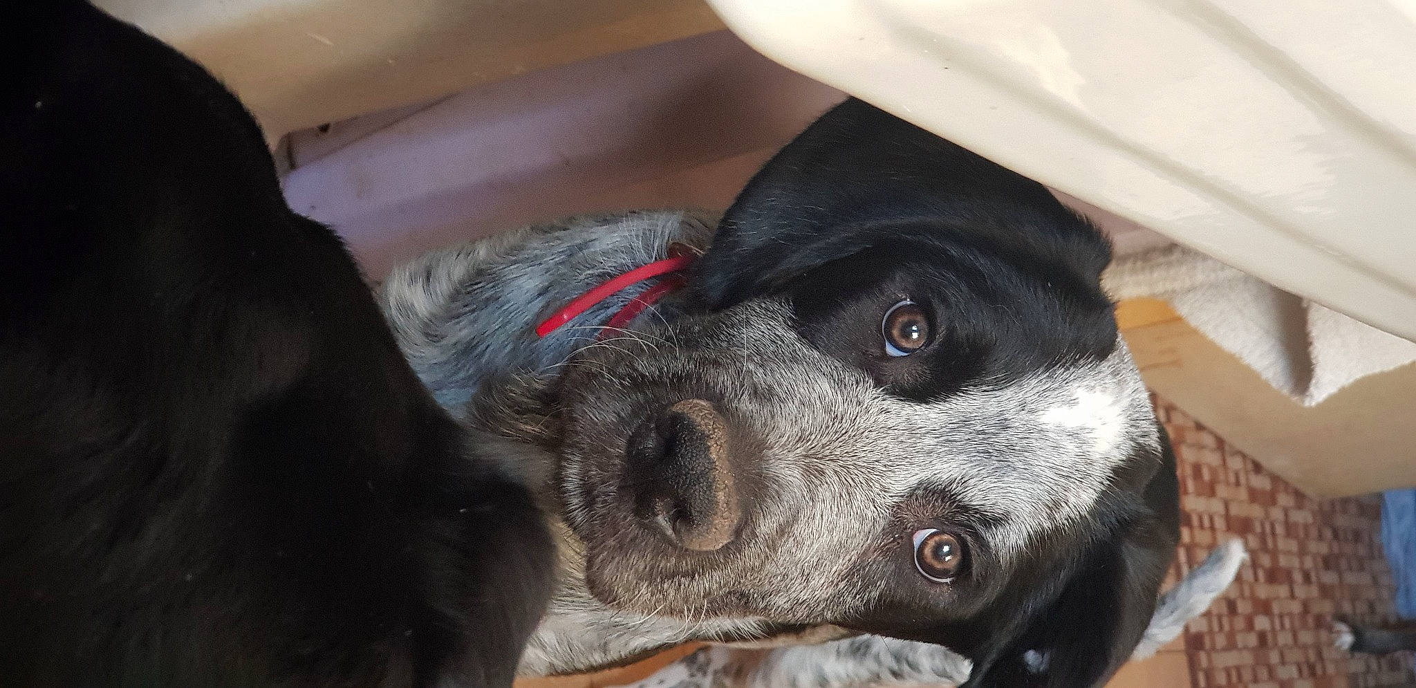 Sisko a rejoint le concours — aidez-le/la à gagner de superbes lots ! borador, canidae, carnivore, collar, companion_dog, dog, dog_breed, ear, fawn, fur, guard_dog, gun_dog, liver, non_sporting_group, pointer, puppy, snout, sporting_group, whiskers, working_animal