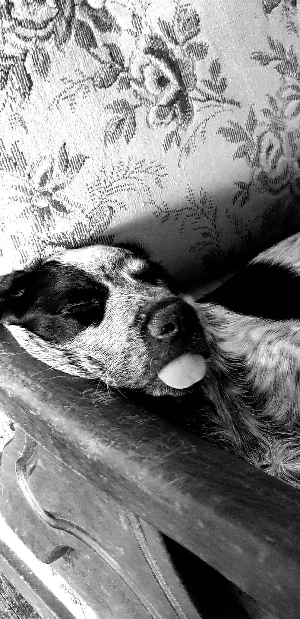 Sisko participe au concours pour gagner de l'argent avec cette photo : black_and_white, carnivore, close_up, cloud, comfort, companion_dog, couch, dog, dog_breed, grey, human_leg, mammal, monochrome, monochrome_photography, snout, style, vertebrate, whiskers, wood, working_animal