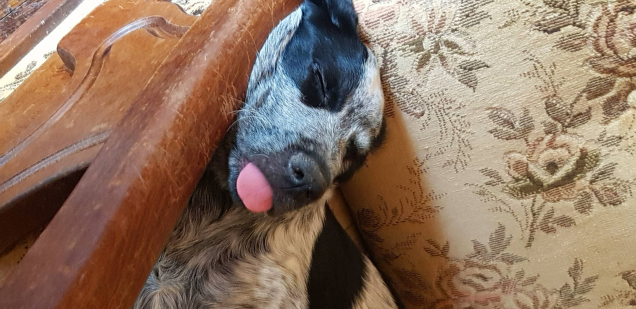 Sisko participe au concours pour gagner de l'argent avec cette photo : canidae, claw, dog_breed, fawn, foot, fur, horse, liver, livestock, natural_material, pack_animal, paw, pet_supply, snout, stallion, terrestrial_animal, tree, whiskers, wood, working_animal