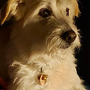 Muscade participe au concours pour gagner de l'argent avec cette photo : dog, pet, animal, fur, white_fur, collar, tag, ears, whiskers, portrait, cute, indoor, closeup, mammal, companion, domestic, looking_away, soft_light, fluffy, calm