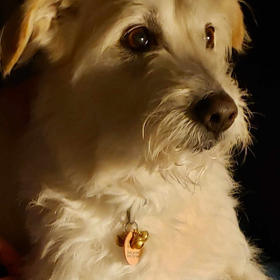 Muscade participe au concours pour gagner de l'argent avec cette photo : animal, calm, closeup, collar, companion, cute, dog, domestic, ears, fluffy, fur, indoor, looking_away, mammal, pet, portrait, soft_light, tag, whiskers, white_fur