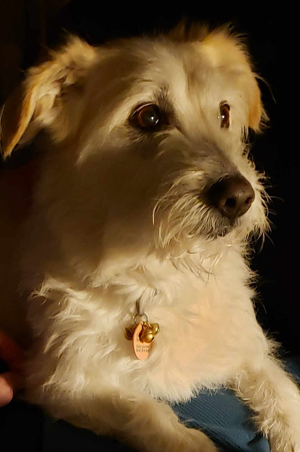 Muscade participe au concours pour gagner de l'argent avec cette photo : dog, pet, animal, fur, white_fur, collar, tag, ears, whiskers, portrait, cute, indoor, closeup, mammal, companion, domestic, looking_away, soft_light, fluffy, calm