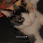 Ginger is registered to the contest to win money with this photo: animal, bed, blanket, calico_cat, cat, closeup, collar, cute, eyes, feline, fur, heart_emoji, indoor, morning, pet, pink_nose, resting, soft_toy, text_overlay, whiskers