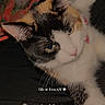 animal, bed, blanket, calico_cat, cat, closeup, collar, cute, eyes, feline, fur, heart_emoji, indoor, morning, pet, pink_nose, resting, soft_toy, text_overlay, whiskers