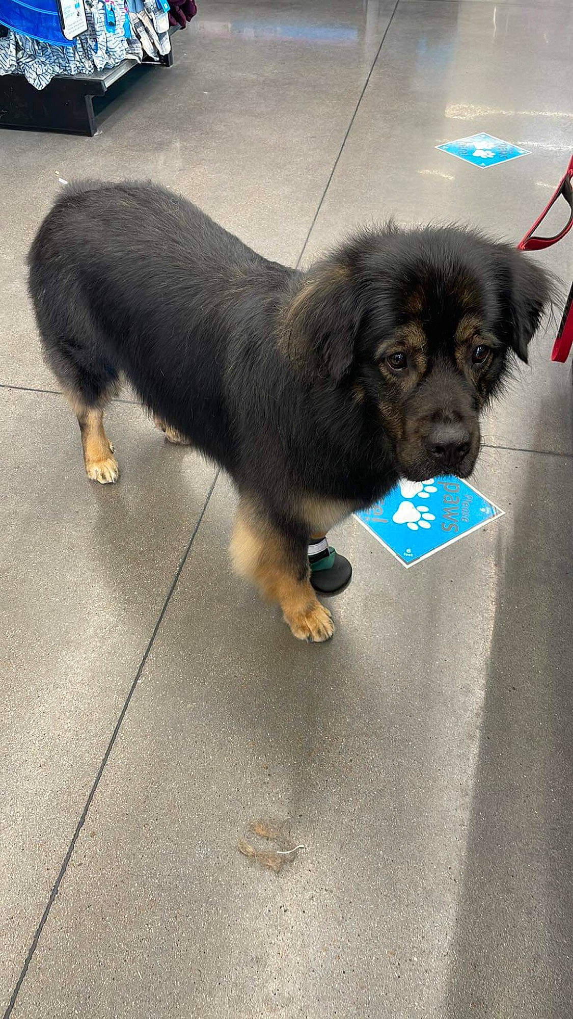 Slightly is registered to the contest to win money with this photo: asphalt, canidae, carnivore, companion_dog, dog, dog_breed, flooring, fur, gaddi_kutta, leonberger, liver, paw, road_surface, snout, sporting_group, terrestrial_animal, tibetan_mastiff, wheel, working_animal, working_dog