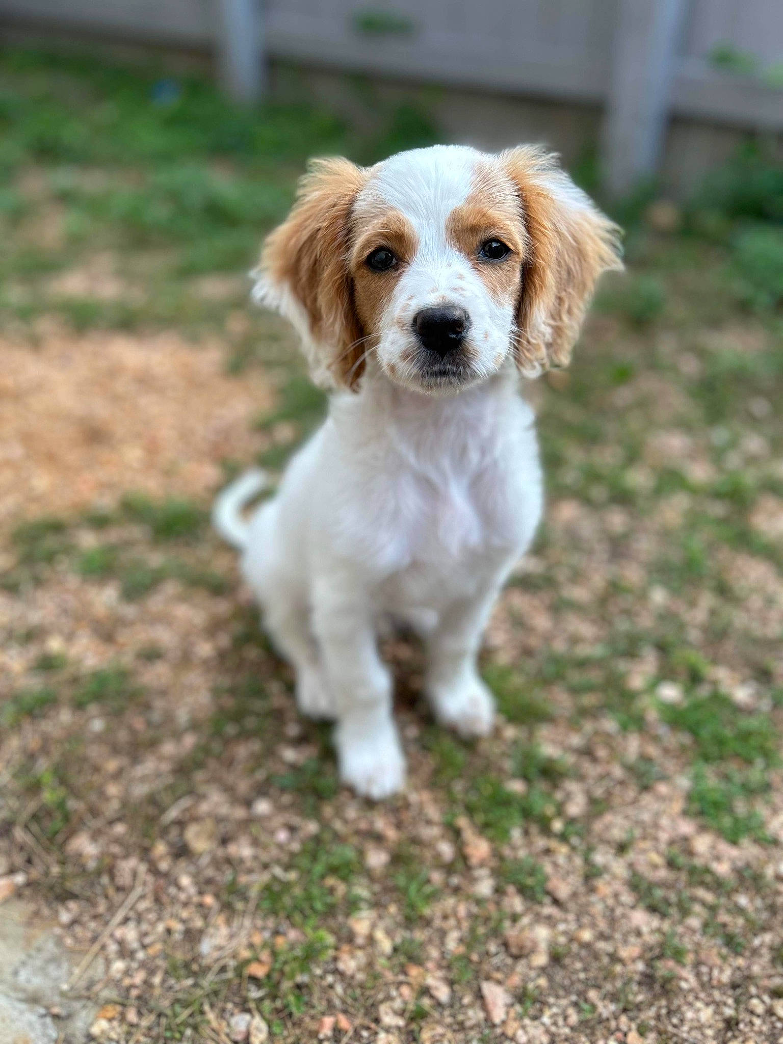 Banks joined the competition — help win amazing prizes! bored, brittany, canidae, carnivore, companion_dog, dog, dog_breed, fawn, grass, hunting_dog, liver, plant, puppy, snout, soil, sporting_group, terrestrial_animal