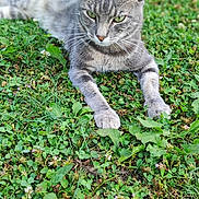 Thaïs participe au concours pour gagner de l'argent avec cette photo : abyssinian, animal, backyard, cat, countryside, field, grass, grassland, herbal, herbs, kitten, lawn, manx, meadow, nature, outdoors, pet, plant, soil, yard
