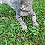 abyssinian, animal, backyard, cat, countryside, field, grass, grassland, herbal, herbs, kitten, lawn, manx, meadow, nature, outdoors, pet, plant, soil, yard