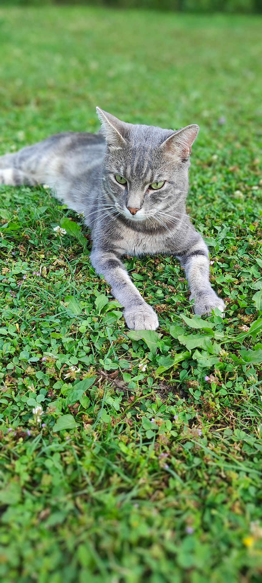 Thaïs