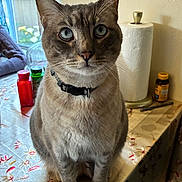 Michi is registered to the contest to win money with this photo: cat, blue_eyes, collar, table, tablecloth, window, bottle, paper_towel, indoor, domestic, pet, feline, close_up, animal, seated, curious, vase, medicine, kitchen, household