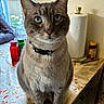 cat, blue_eyes, collar, table, tablecloth, window, bottle, paper_towel, indoor, domestic, pet, feline, close_up, animal, seated, curious, vase, medicine, kitchen, household