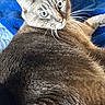 Michi is registered to the contest to win money with this photo: cat, tabby, gray_cat, blue_eyes, whiskers, pet, animal, feline, fur, close_up, indoor, blanket, relaxed, looking_back, cute, domestic_cat, mammal, soft, sleeping_area, resting