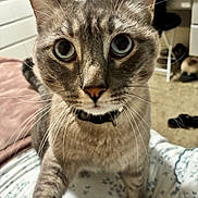 Michi is registered to the contest to win money with this photo: animal, bed, blanket, cat, close_up, collar, curious, cute, domestic, eyes, feline, focus, furniture, household, indoor, mammal, pet, portrait, room, whiskers
