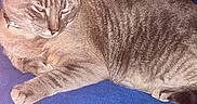 Michi is registered to the contest to win money with this photo: animal, bed, blanket, blue, cat, collar, domestic, ears, feline, fur, indoor, lying_down, mammal, paw, pet, relaxed, resting, striped, tabby, whiskers