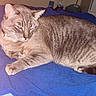 Michi is registered to the contest to win money with this photo: cat, feline, pet, animal, tabby, striped, collar, indoor, blanket, blue, resting, lying_down, fur, whiskers, ears, paw, bed, relaxed, mammal, domestic