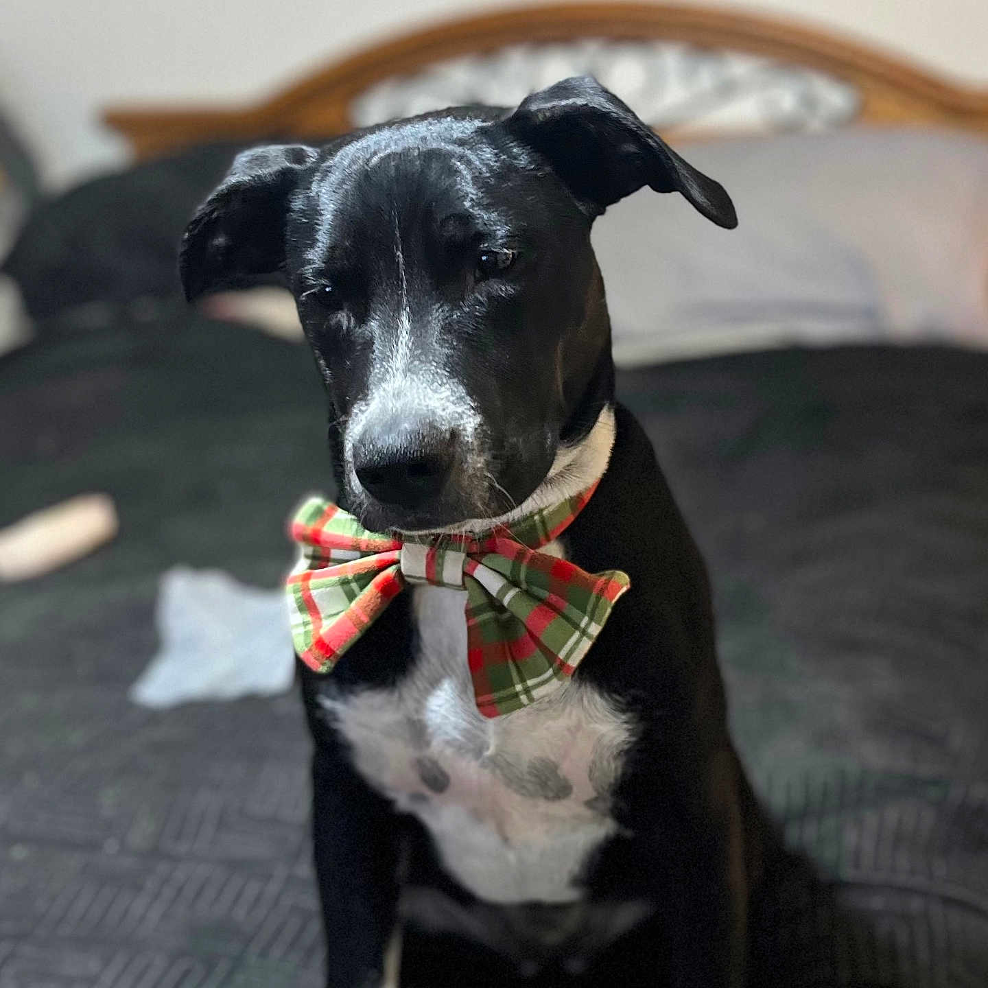 Bella is registered to the contest to win money with this photo: animal, bed, bedroom, black_dog, bow_tie, canine, collar, cute, dog, domestic_animal, focused, furniture, head_tilt, indoor, pet, plaid, portrait, sitting, soft_light, white_chest