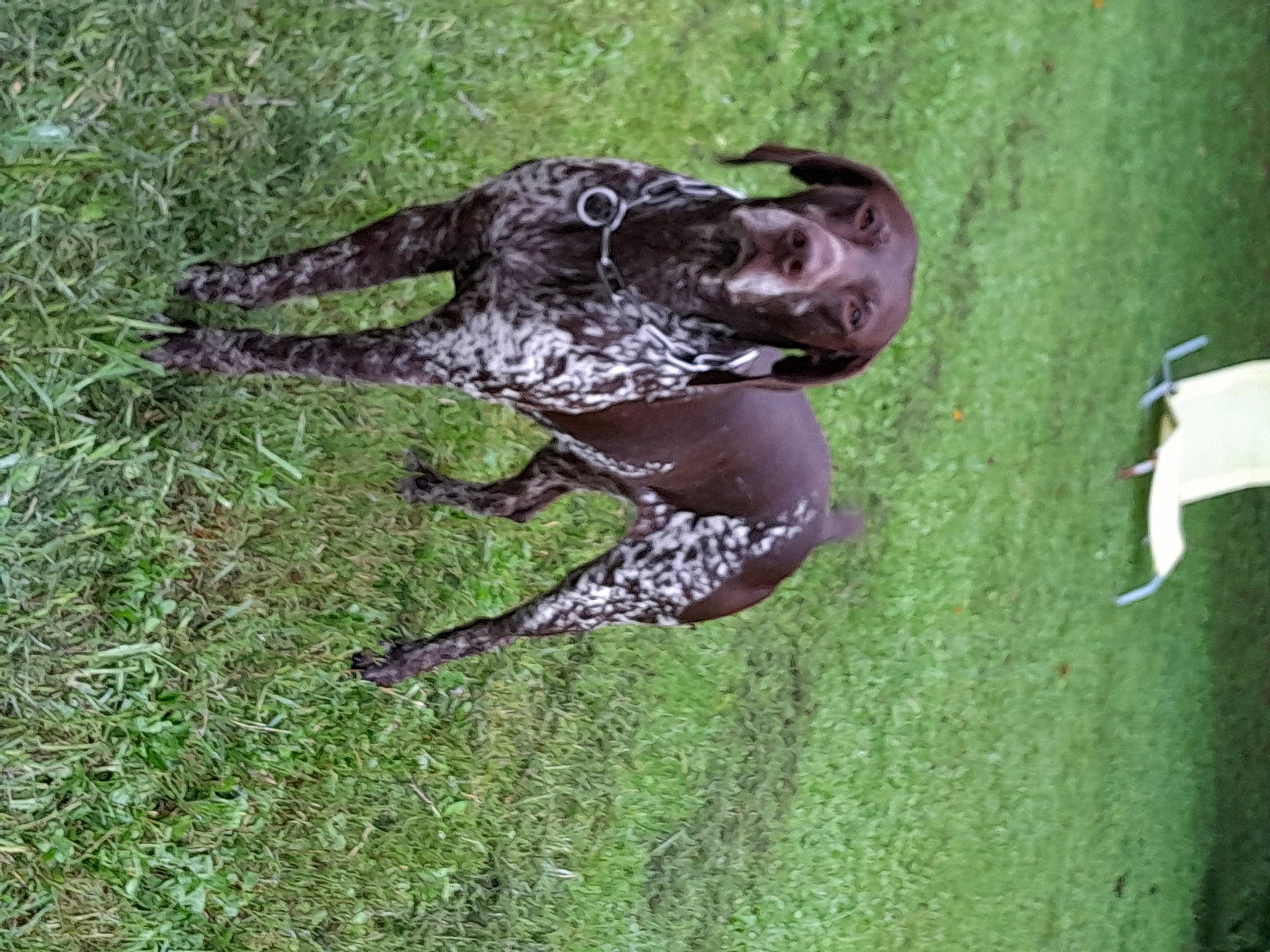 Oscar participe au concours pour gagner de l'argent avec cette photo : amphibian, carnivore, dog, dog_breed, frog, grass, guard_dog, liquid, plant, reptile, snout, sporting_group, tail, terrestrial_animal, toad, true_frog, true_toad, water, wildlife, working_animal
