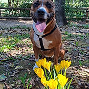 Naya a rejoint le concours — aidez-le/la à gagner de superbes lots ! animal, canine, daylight, dog, flower, forest, grass, ground, happy, harness, leaf, nature, outdoor, pet, plant, smiling, sunlight, tongue_out, tree, yellow_flower