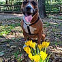 animal, canine, daylight, dog, flower, forest, grass, ground, happy, harness, leaf, nature, outdoor, pet, plant, smiling, sunlight, tongue_out, tree, yellow_flower
