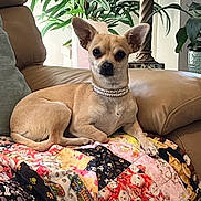 Meena joined the competition — help win amazing prizes! animal, collar, companion, cozy, cute, decor, dog, furniture, home, indoor, lamp, leather_couch, patchwork_quilt, pet, plant, quiet, relaxed, sitting, small_dog, tan_dog