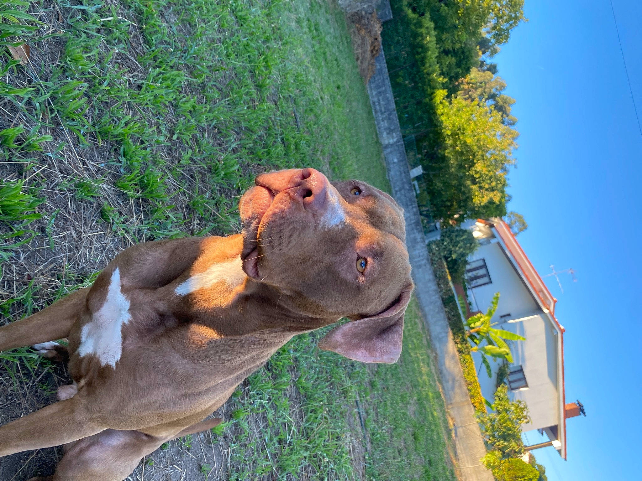 Aïko participe au concours pour gagner de l'argent avec cette photo : canidae, carnivore, collar, companion_dog, dog, dog_breed, dog_collar, dog_supply, fawn, grass, hound, liver, pet_supply, plant, scent_hound, sky, snout, sporting_group, tree, working_animal