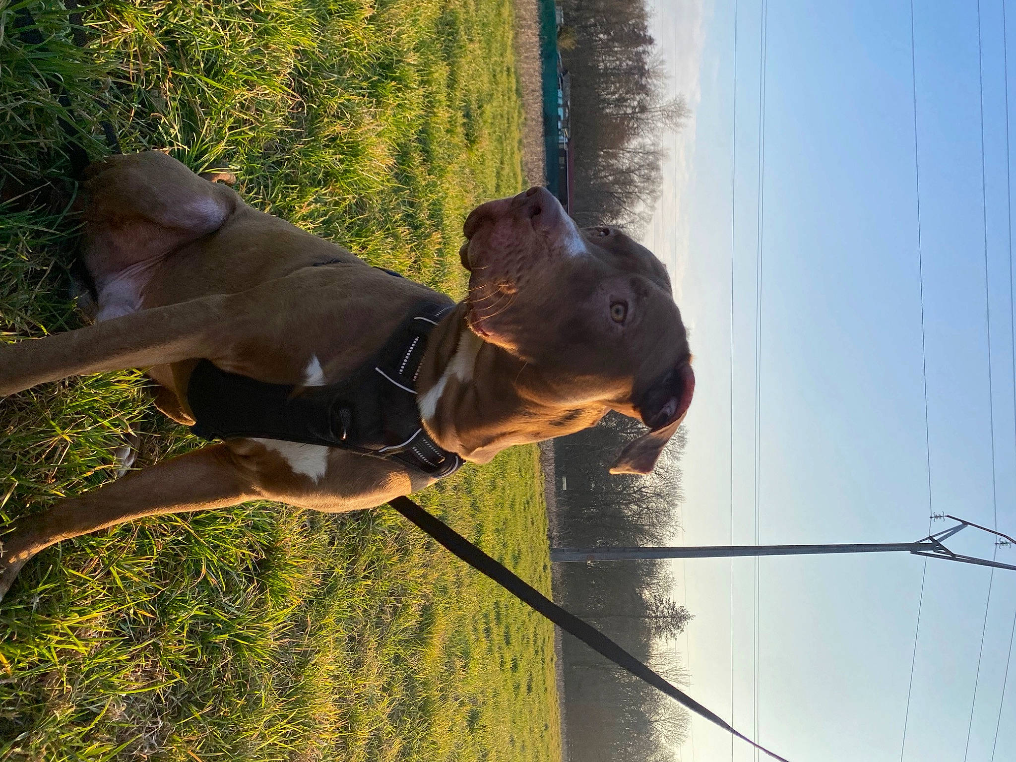 Aïko participe au concours pour gagner de l'argent avec cette photo : carnivore, collar, dog, dog_breed, dog_collar, electricity, fawn, fun, grass, organism, plant, recreation, sky, snout, sporting_group, tree, water, window, wire, working_animal