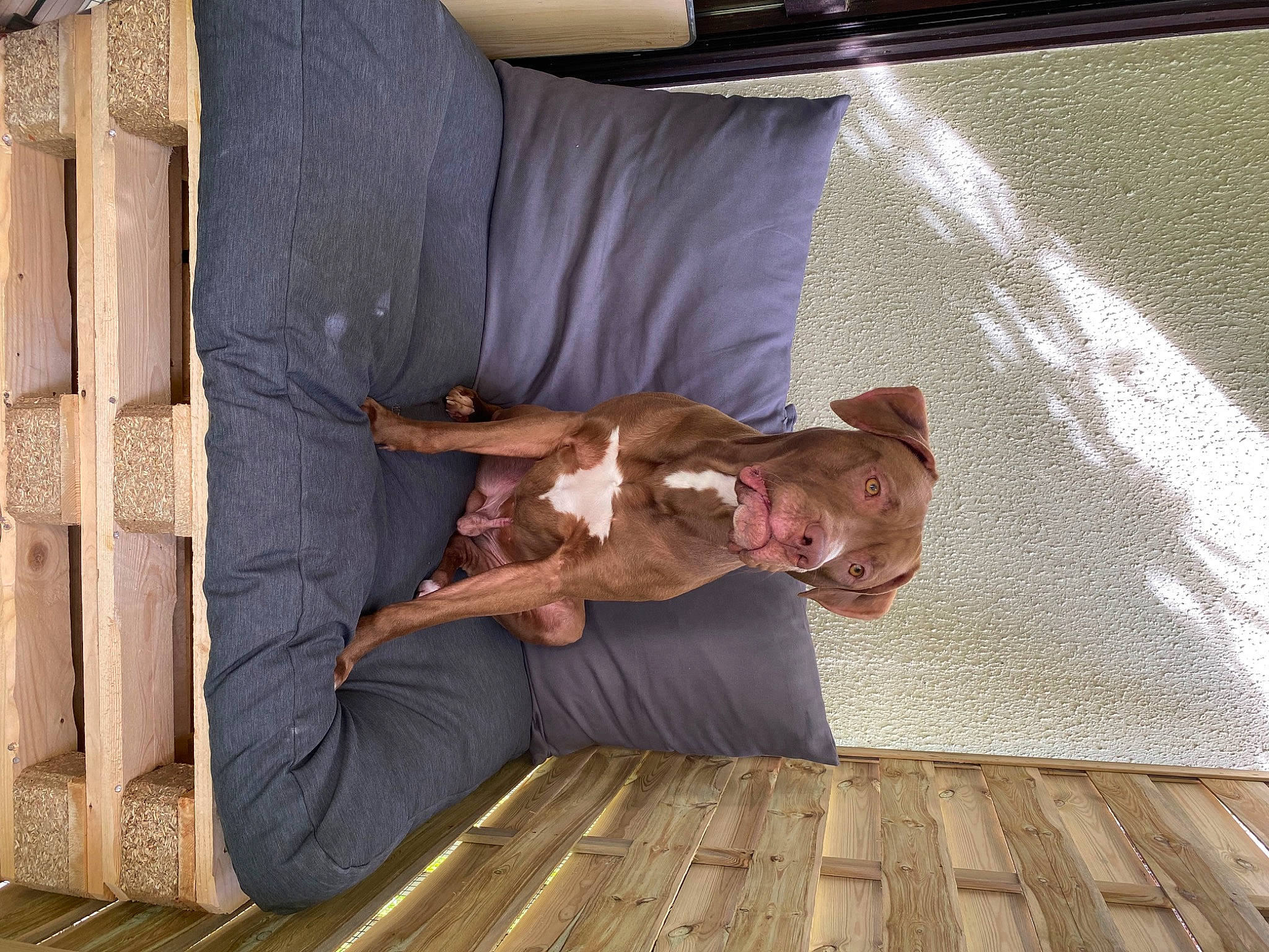 Aïko participe au concours pour gagner de l'argent avec cette photo : comfort, companion_dog, couch, dog, dog_breed, floor, flooring, hardwood, human_leg, knee, leisure, pattern, room, sitting, thigh, varnish, vertebrate, wood, wood_flooring, wood_stain