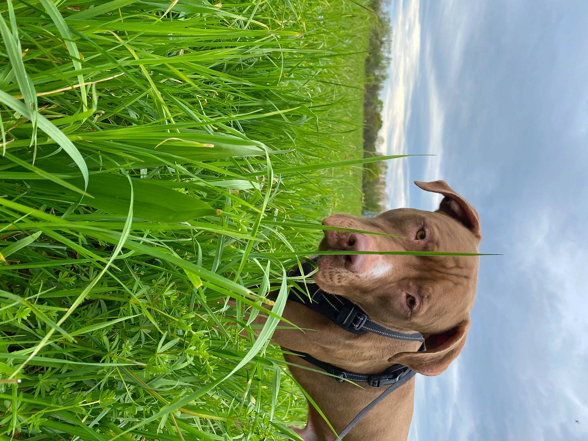 Aïko a rejoint le concours — aidez-le/la à gagner de superbes lots ! carnivore, cloud, collar, dog, dog_breed, dog_collar, fawn, grass, grass_family, grassland, leash, liver, mammal, plant, sky, sporting_group, terrestrial_plant, vertebrate, whiskers, working_animal