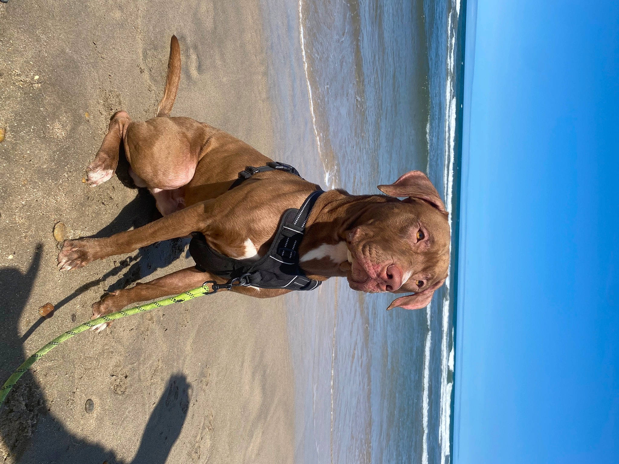 Aïko a rejoint le concours — aidez-le/la à gagner de superbes lots ! adventure, beach, canidae, carnivore, collar, dog, dog_breed, fawn, fun, lake, leash, leisure, recreation, sky, smile, sporting_group, water, working_animal