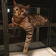 Sami joined the competition — help win amazing prizes! cat, spotted_cat, lounging, glass_shelf, relaxed, indoor, pet, animal, feline, paw, curious, dim_light, window, resting, striped, brown, black_spots, whiskers, ears, looking_at_camera