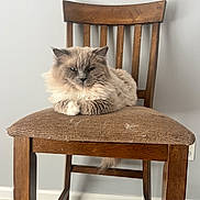 Scout is registered to the contest to win money with this photo: alone, animal, beige, brown, calm, cat, cushion, cute, domestic, feline, fluffy, furniture, gray_wall, hardwood_floor, indoor, pet, portrait, relaxed, sitting, wooden_chair