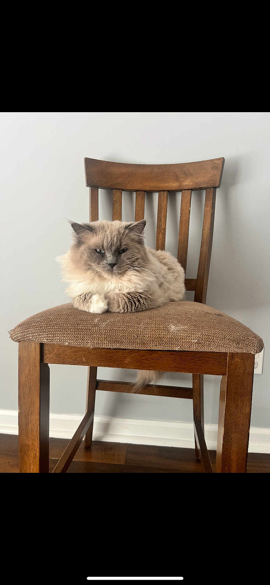Scout is registered to the contest to win money with this photo: alone, animal, beige, brown, calm, cat, cushion, cute, domestic, feline, fluffy, furniture, gray_wall, hardwood_floor, indoor, pet, portrait, relaxed, sitting, wooden_chair