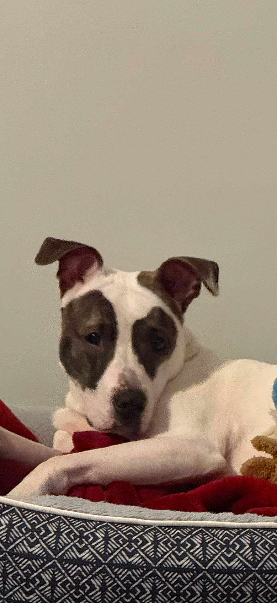 Recks is registered to the contest to win money with this photo: dog, pet, bed, blanket, white, brown, ears, face, animal, resting, indoor, cozy, cute, fur, looking, portrait, paw, relaxed, canine, home