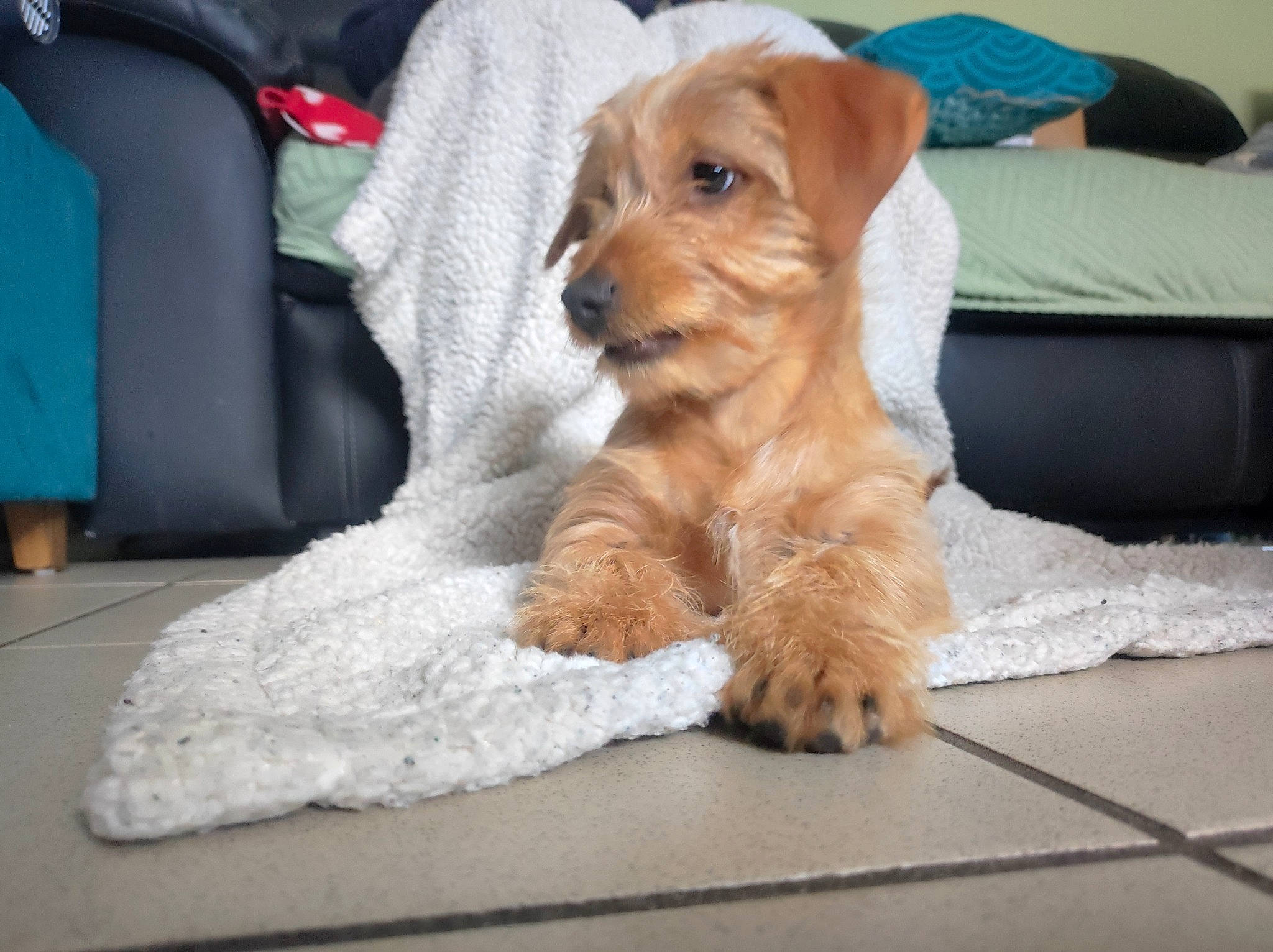 Elliott a rejoint le concours — aidez-le/la à gagner de superbes lots ! bag, canidae, carnivore, comfort, companion_dog, dog, dog_breed, dog_supply, fawn, flooring, fur, luggage_and_bags, paw, pet_supply, small_terrier, terrier, toy_dog, wood, working_animal, working_terrier