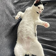 Ruben a rejoint le concours — aidez-le/la à gagner de superbes lots ! cat, black_and_white, lying_down, paw_pads, curious, soft_blanket, fluffy, pet, indoor, relaxed, cute, feline, whiskers, tail, fur, animal, resting, playful, cozy, pink_paws