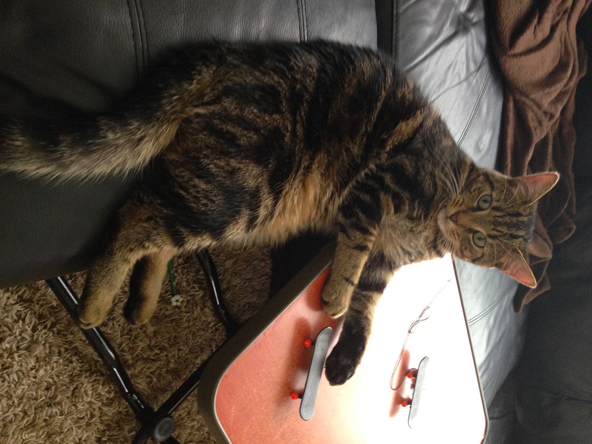 Lego joined the competition — help win amazing prizes! carnivore, cat, claw, comfort, curtain, domestic_short_haired_cat, eyewear, felidae, fur, guitar, human_leg, lap, metal, mouse, nap, paw, small_to_medium_sized_cats, snout, tail, whiskers