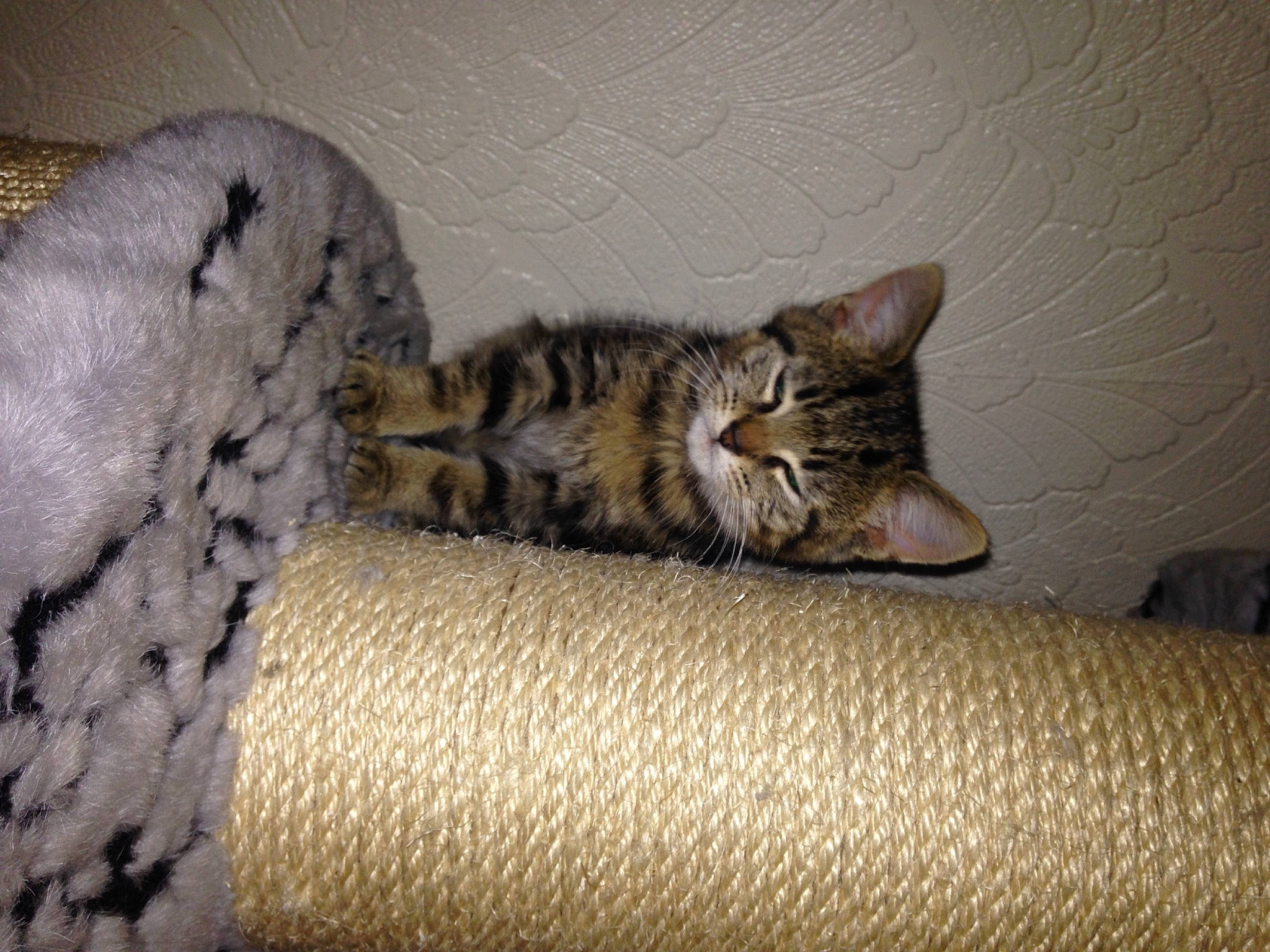 Lego is registered to the contest to win money with this photo: carnivore, cat, cat_bed, cat_furniture, cat_supply, claw, comfort, domestic_short_haired_cat, felidae, fur, grey, paw, room, small_to_medium_sized_cats, snout, tail, terrestrial_animal, whiskers, wood